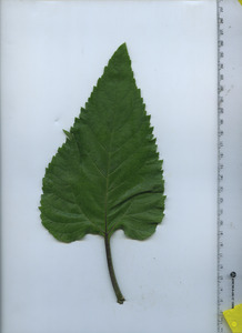 leaftop