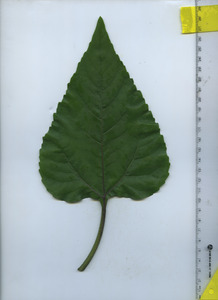 leaftop