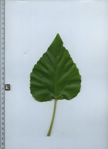 leaftop