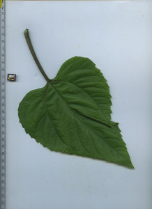 leaftop