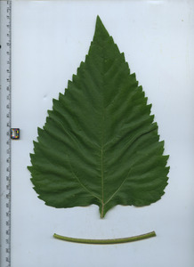 leaftop