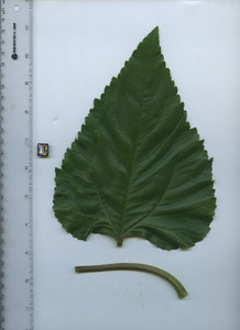leaftop