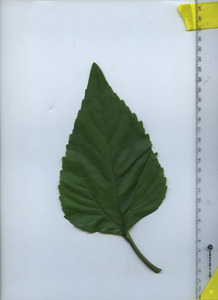 leaftop