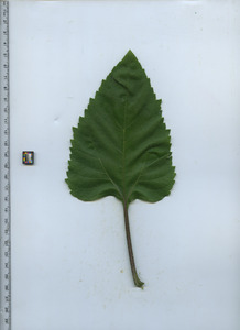 leaftop