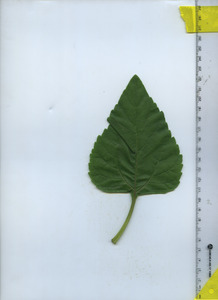leaftop