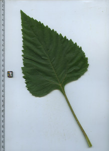 leaftop