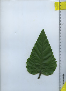 leaftop