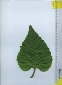 leaftop