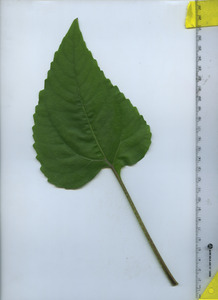 leaftop