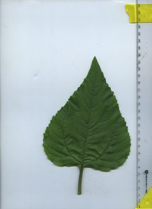 leaftop