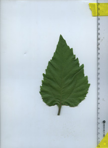 leaftop