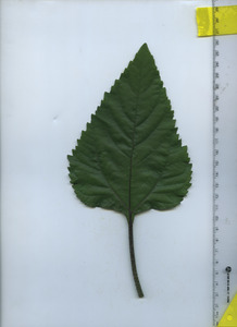 leaftop