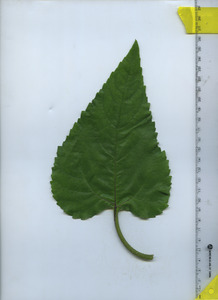 leaftop