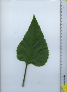 leaftop