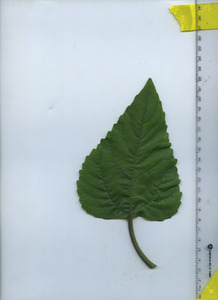 leaftop