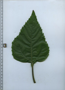 leaftop