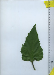 leaftop