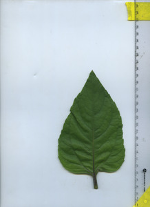 leaftop