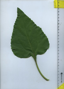 leaftop