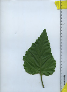 leaftop