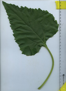 leaftop