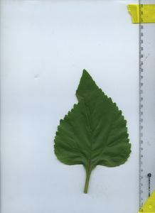 leaftop