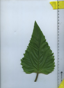 leaftop