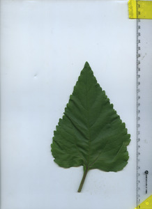 leaftop