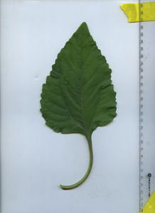 leaftop
