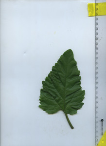 leaftop