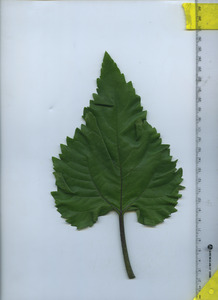 leaftop