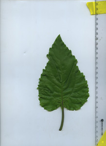 leaftop