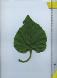 leaftop