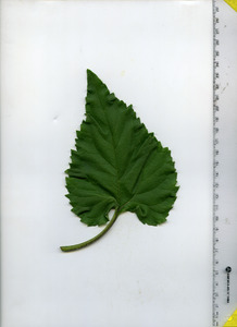 leaftop