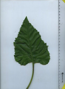 leaftop