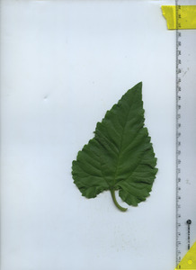 leaftop