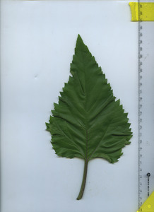 leaftop