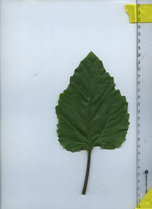 leaftop