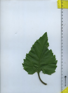 leaftop