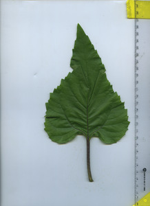 leaftop