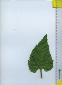 leaftop