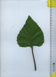 leaftop