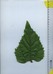 leaftop