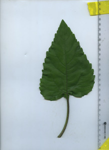 leaftop