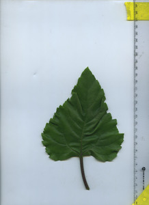 leaftop