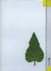 leaftop