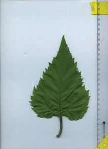 leaftop