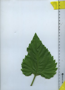 leaftop