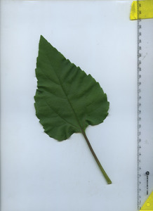 leaftop