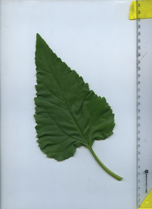 leaftop
